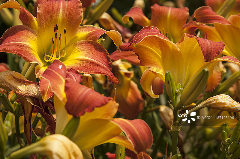 萱草花田图片素材