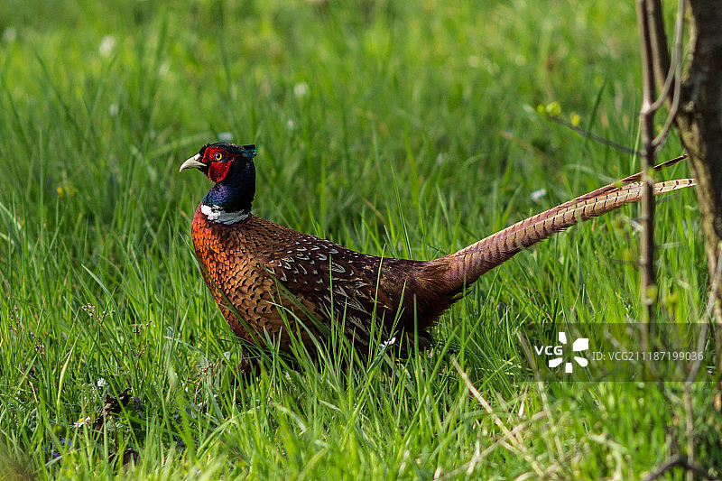 田野里站立的野鸡图片素材
