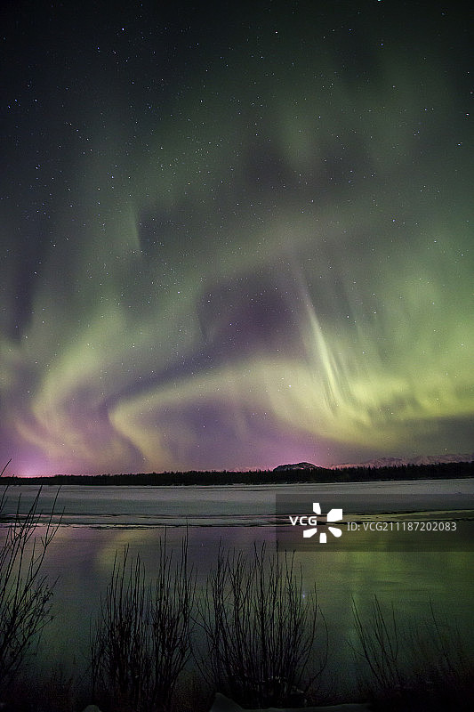 普通白头翁图片素材