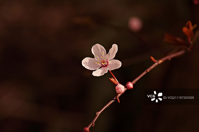 盛开的血李图片素材
