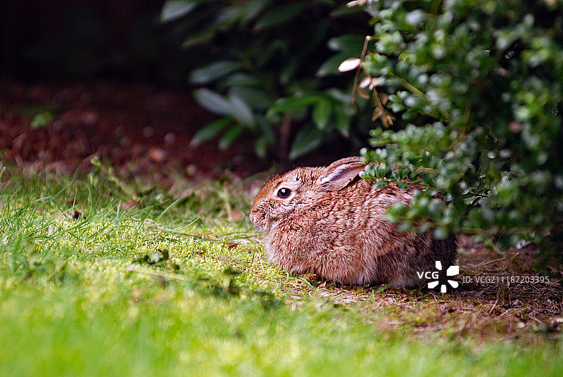 后院的兔子，复活节快乐！图片素材