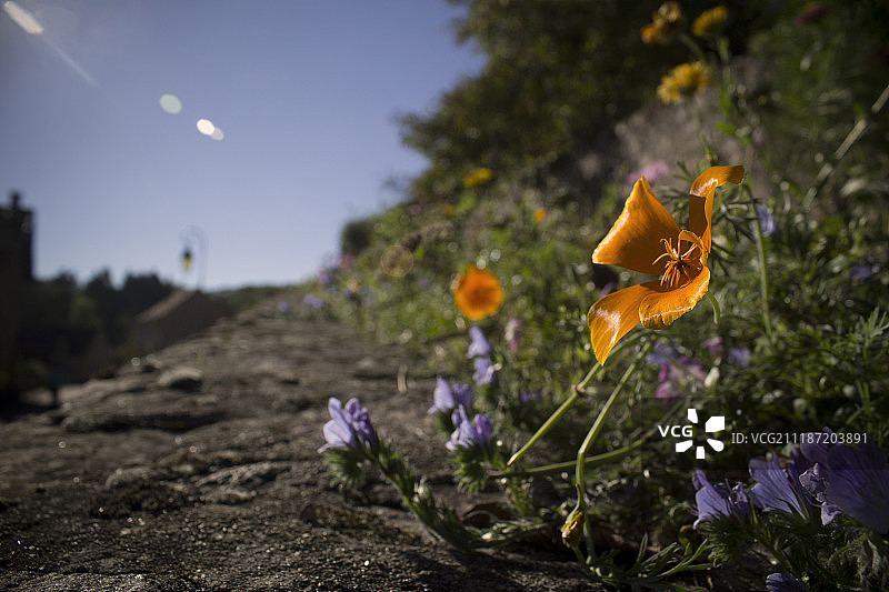 花的照片图片素材