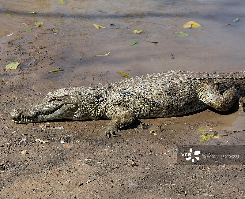 布基纳法索的神圣鳄鱼图片素材