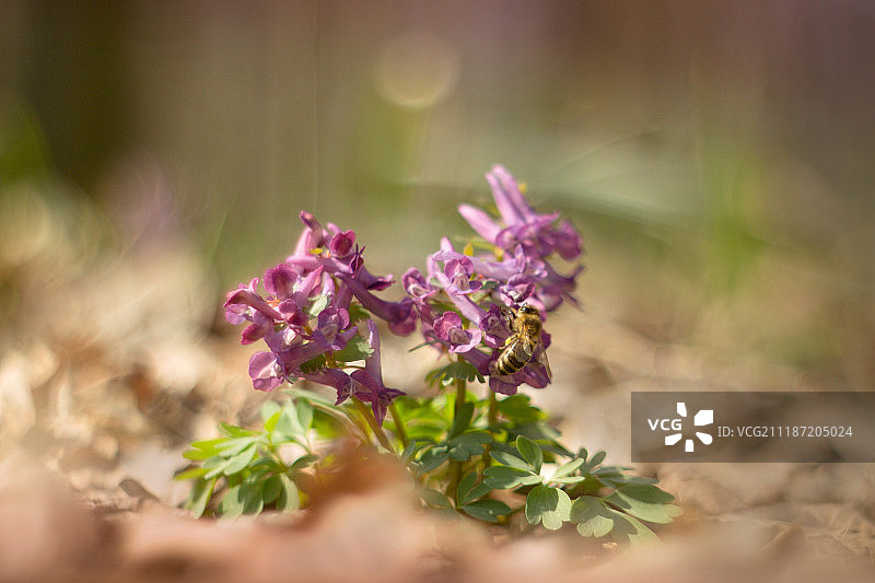紫金龙图片素材