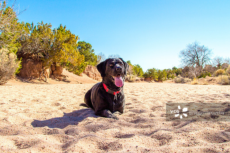 阿罗约幼犬图片素材