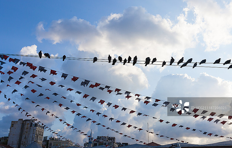 栖息在电线上的鸟图片素材
