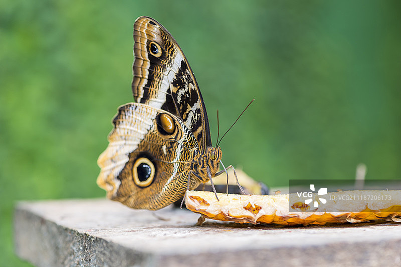 大蓝闪蝶图片素材