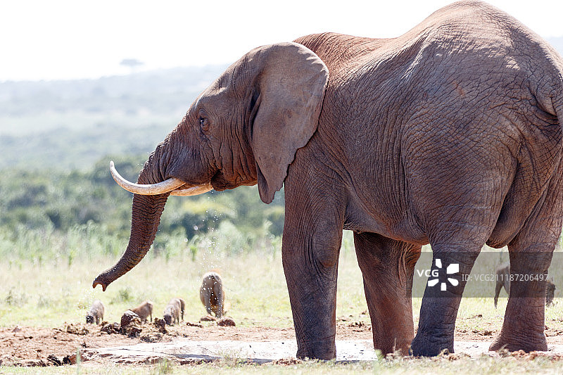 大象和疣猪图片素材