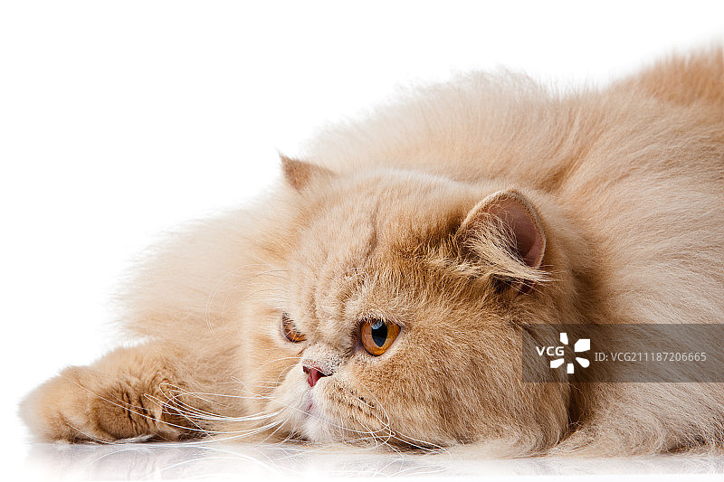白色背景下的波斯猫肖像图片素材