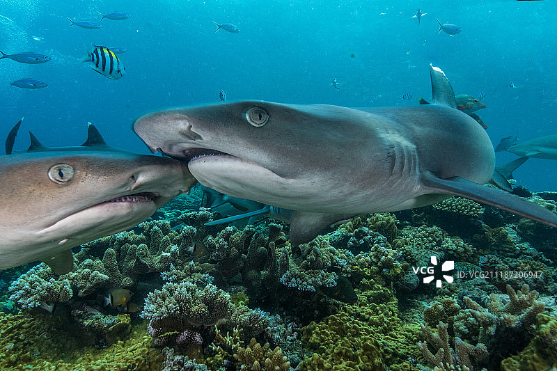 鲨鱼之吻图片素材