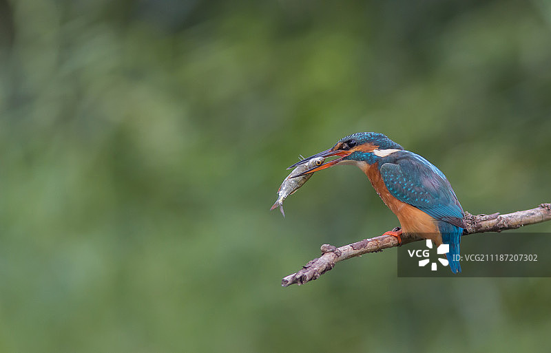 翠鸟栖息在树枝上的特写图片素材