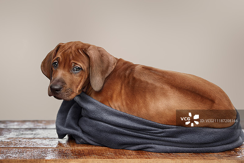 美丽的罗德西亚脊背犬图片素材