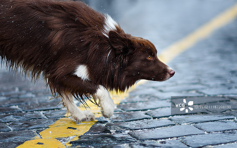 在莫斯科市中心接受训练表演技巧的边境牧羊犬图片素材