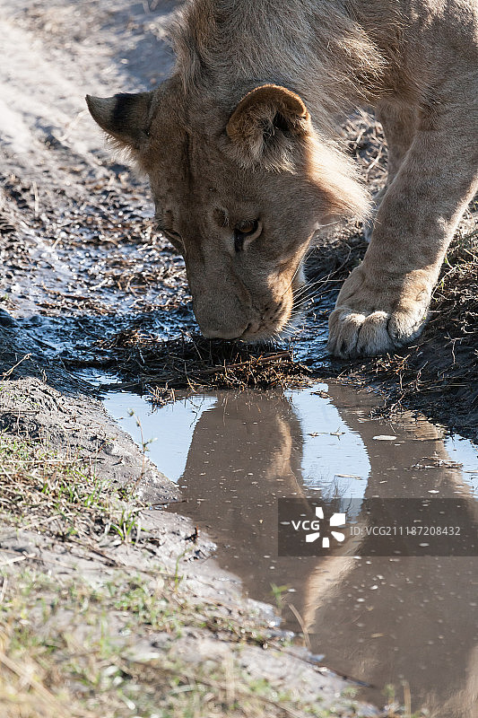 博茨瓦纳的母狮图片素材