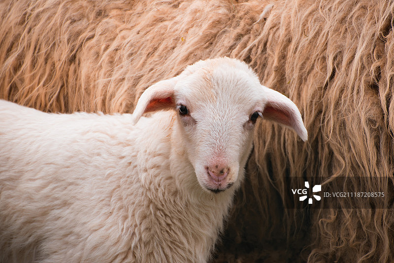 羔羊肖像图片素材