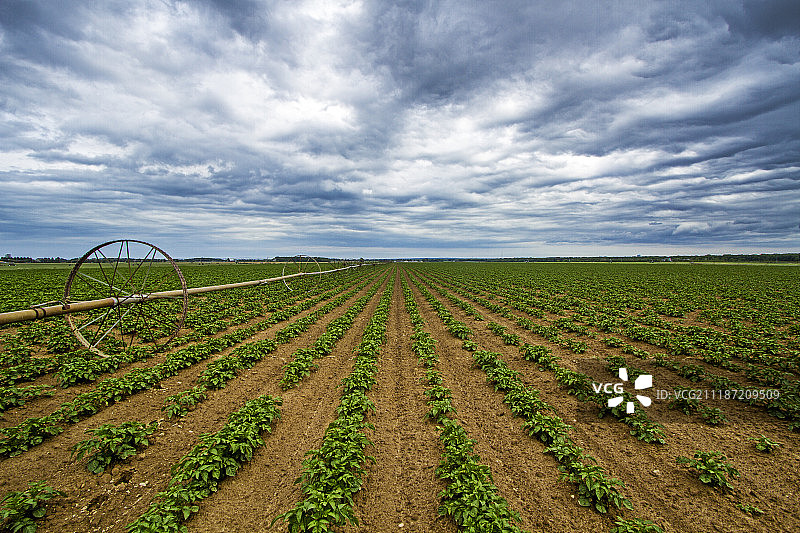 诺斯福克农田风光图片素材