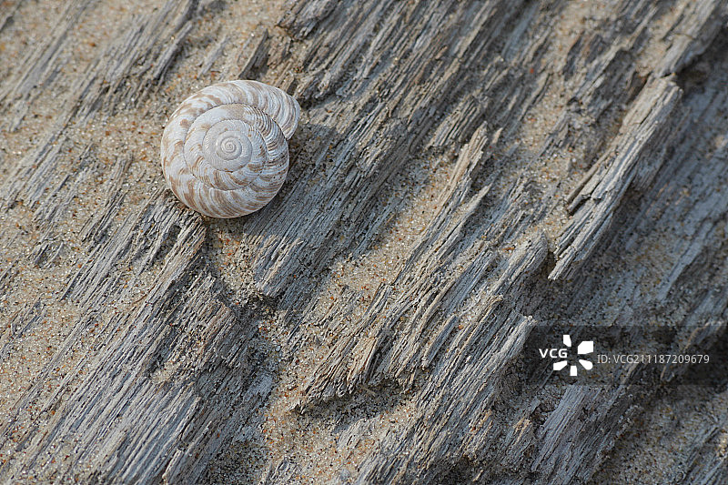 神圣的贝壳图片素材