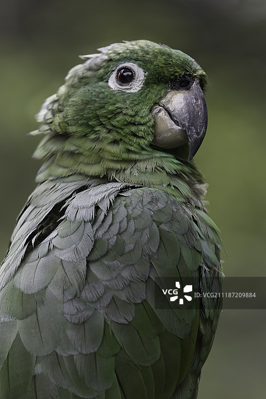 灰鹦鹉特写图片素材