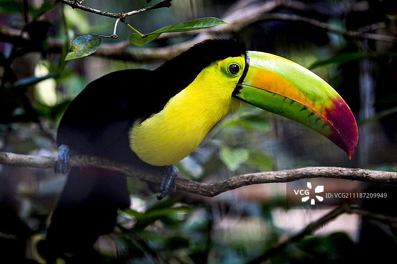 伯利兹动物园的龙骨嘴巨嘴鸟图片素材