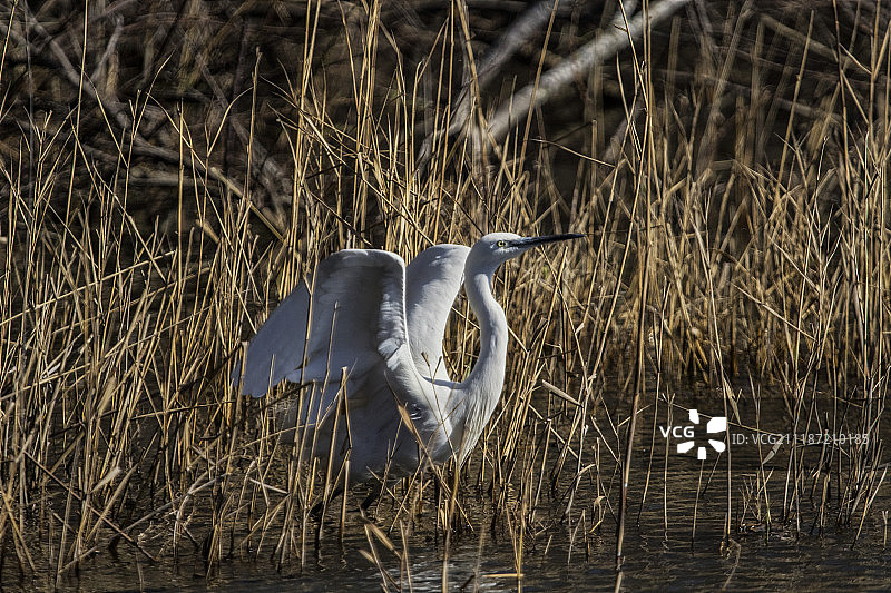 小白鹭图片素材