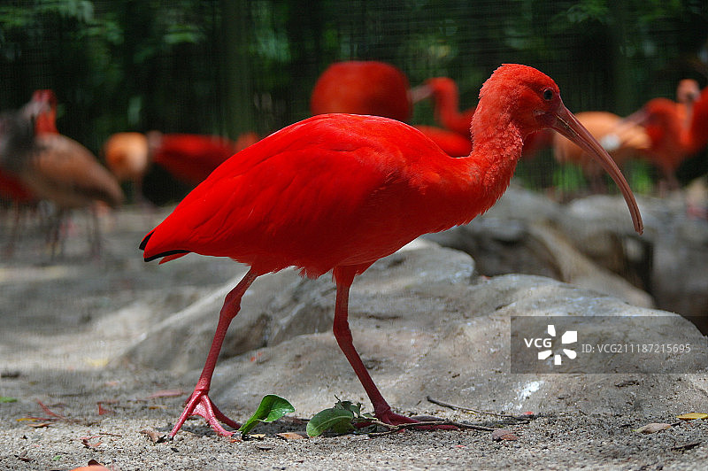 红雀鸟的特写图片素材
