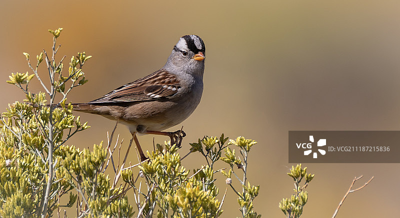 加利福尼亚主教区的白冠麻雀图片素材