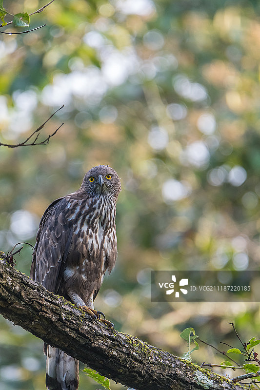 凤头鹰的犀利眼神图片素材