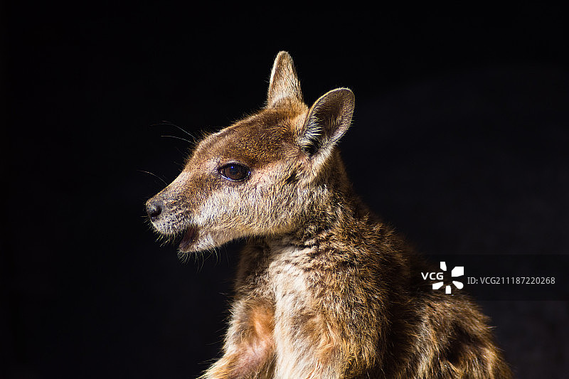 岩袋鼠图片素材