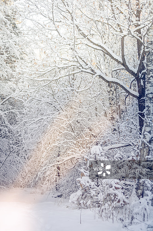 冬季，雪，晴天，森林，户外图片素材