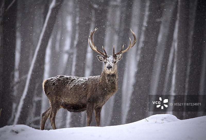冬季动作图片素材