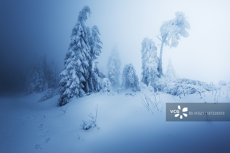 冬季白雪覆盖的树木景观图片素材