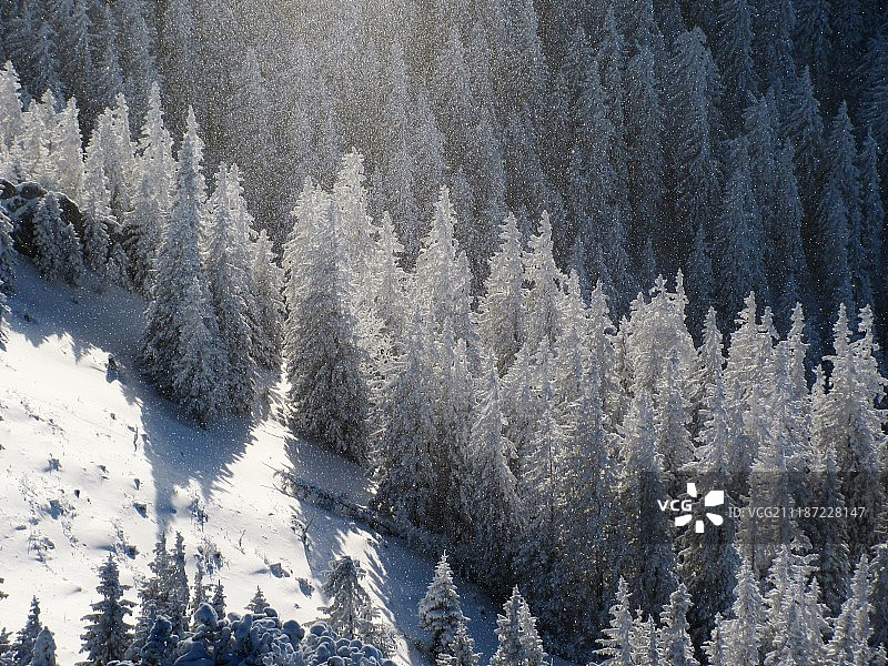 雪落杉树间图片素材
