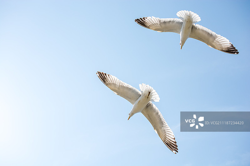 两只在天空中飞翔的海鸥图片素材