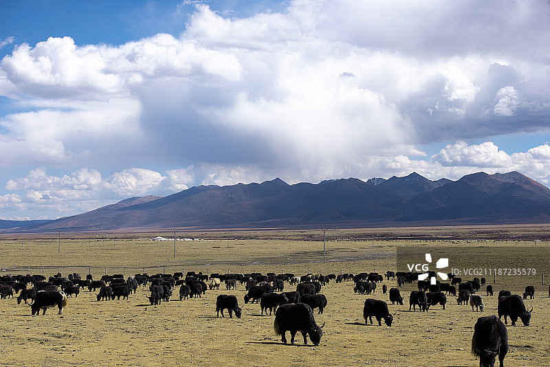 蓝天白云下牧场上的牦牛图片素材