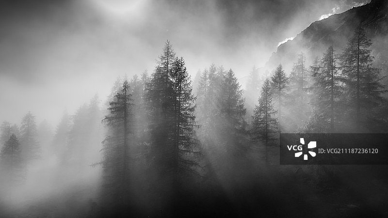 落叶松图片素材