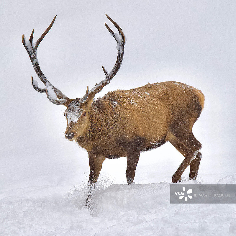 在雪地上行走的带大角的鹿图片素材