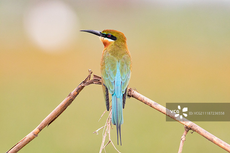 蓝颊蜂虎特写图片素材