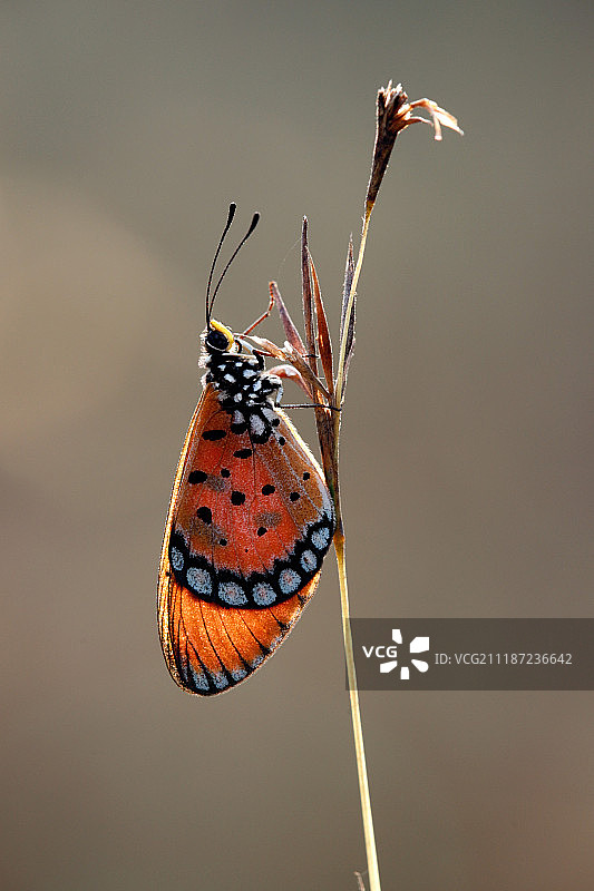 茶色海岸图片素材