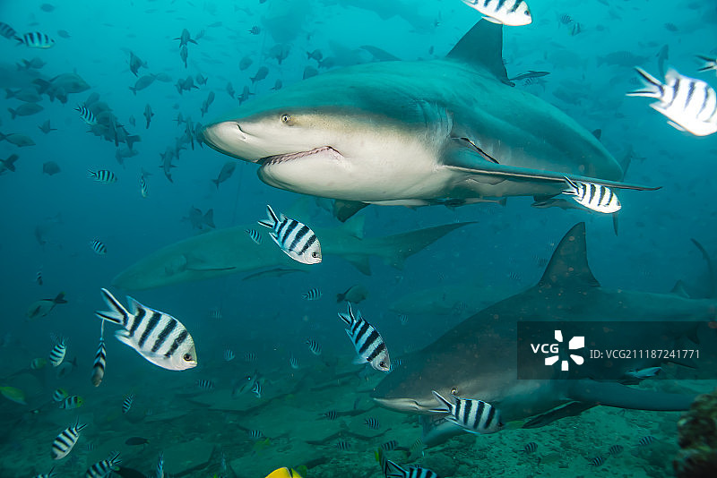 喂食的时候图片素材