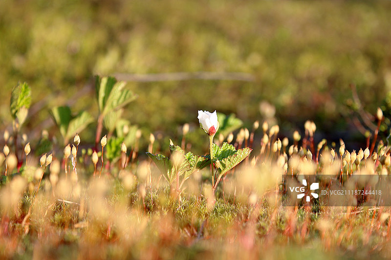 云莓花图片素材