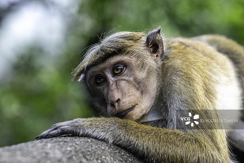 斯里兰卡的猴子图片素材