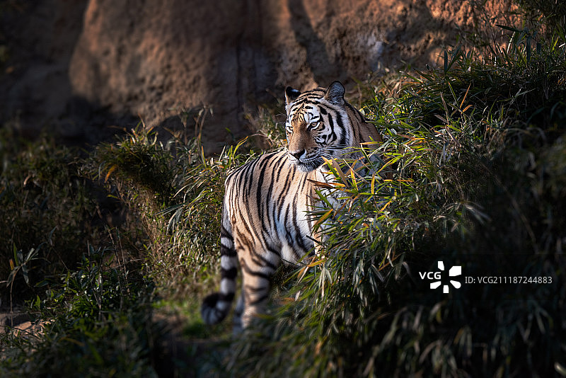 西伯利亚虎图片素材