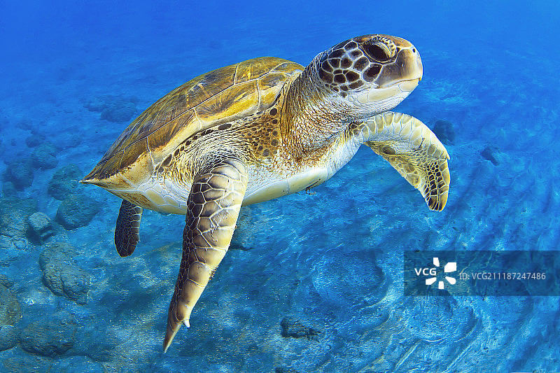 海中的绿海龟图片素材