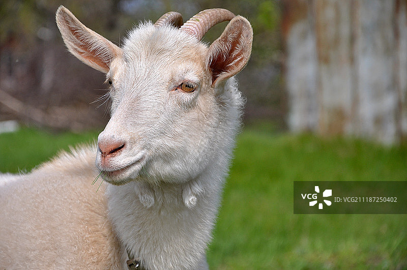 白山羊特写图片素材