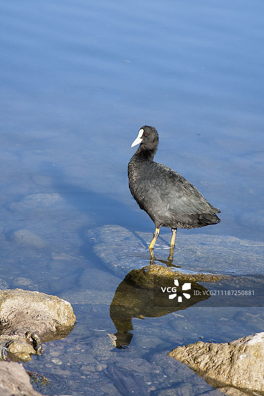 休息中的鸭子图片素材