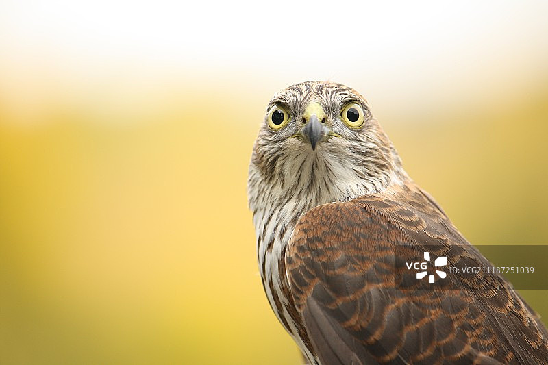 细腰 Accipiter 鹰图片素材