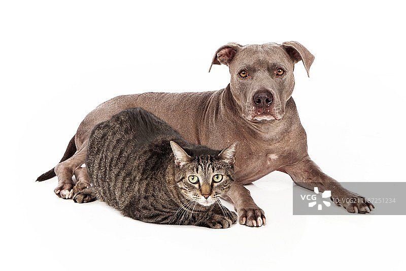 斗牛犬和小花猫图片素材