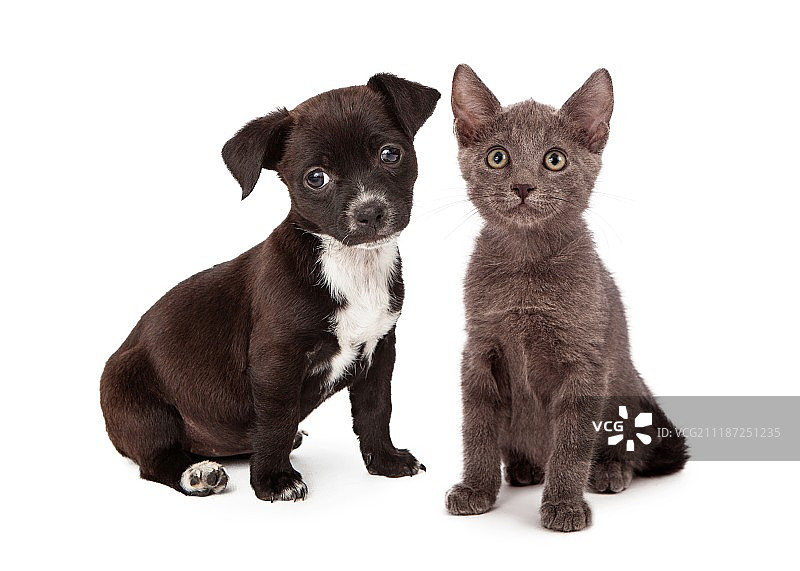 八周大的小狗和小猫图片素材