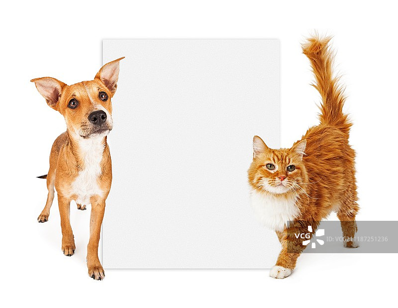 橙色的猫和狗与空白标志图片素材