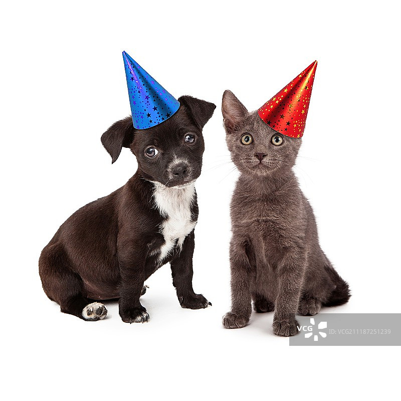 戴派对帽的小狗和小猫图片素材